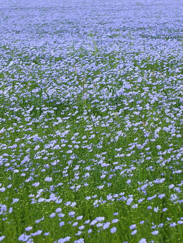 le lin matière éco responsable en textile