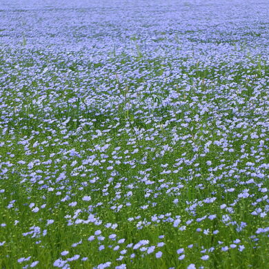 le lin matière éco responsable en textile