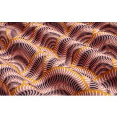 TISSU AU METRE FAIRY LIGHT FOND VIEUX ROSE